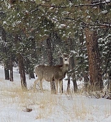 Westcliffe, Colorado