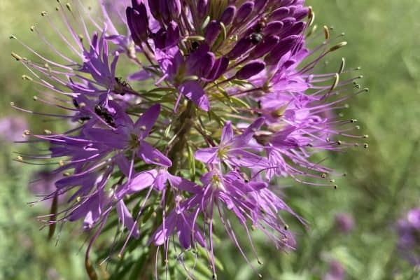 Westcliffe Wildflowers