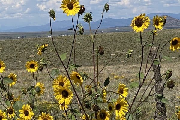 Summer in Westcliffe